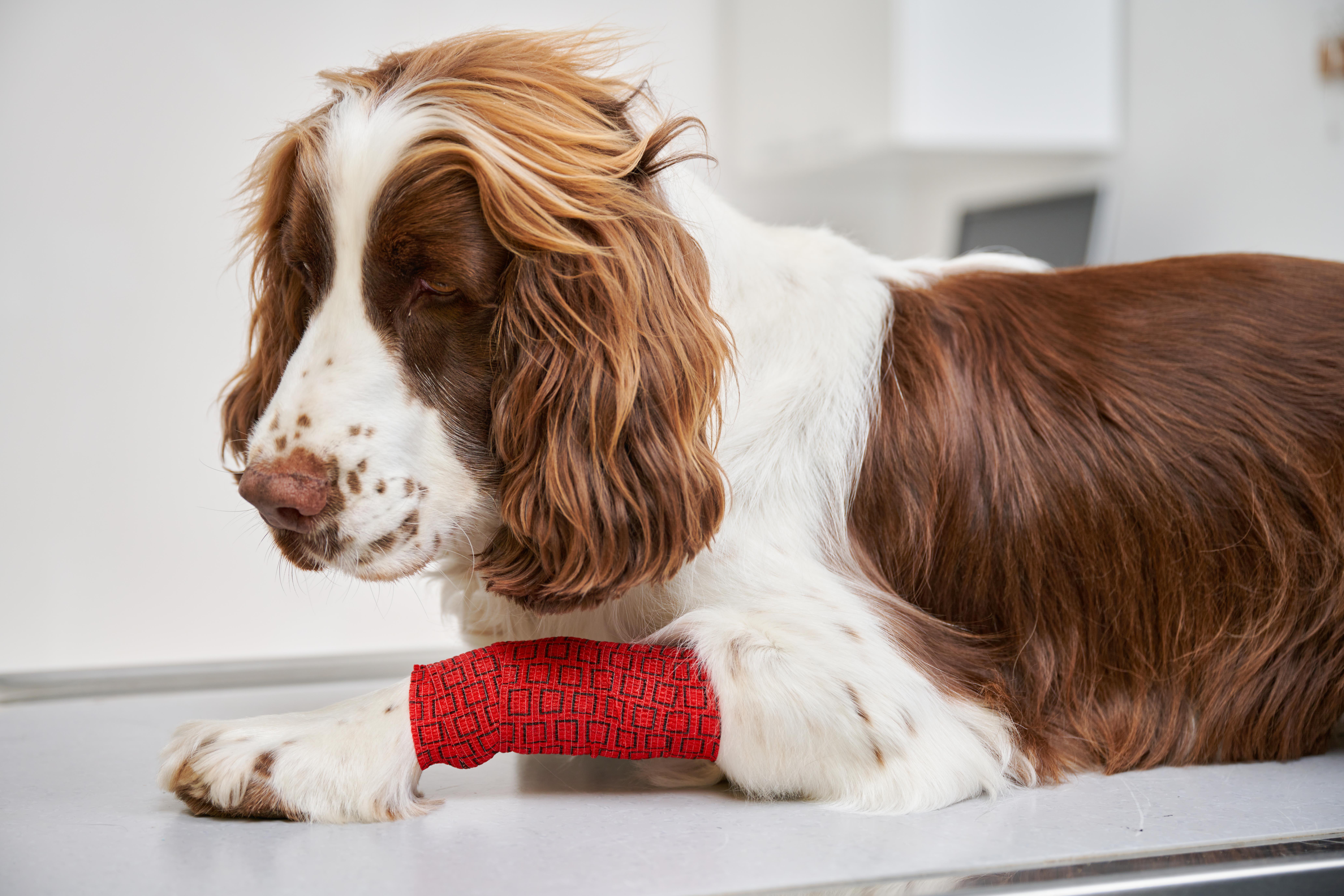 Tier, Hund, Säugetier, Haustier