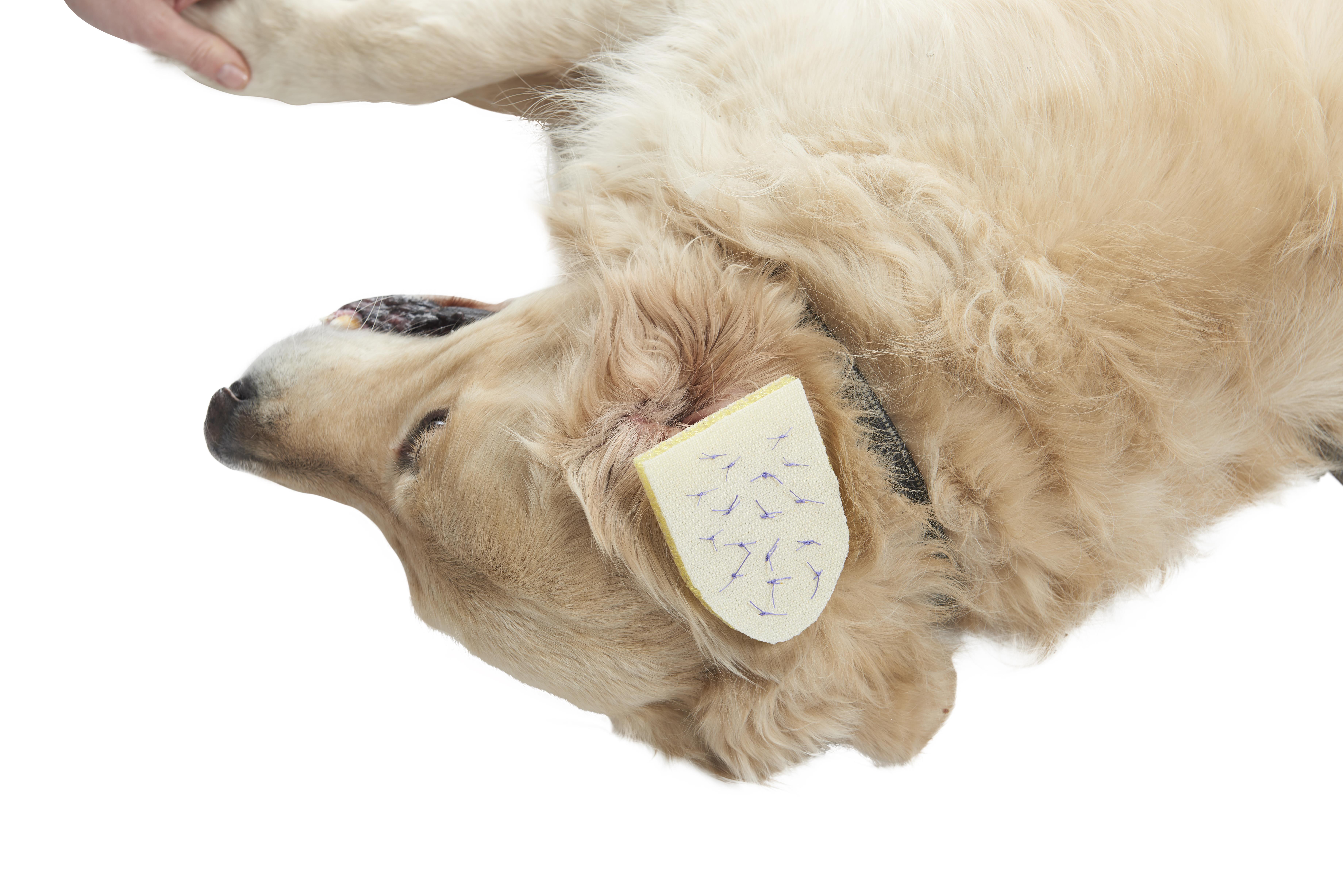 BUSTER Othaematom-Kompresse,12 x 8 cm, 10 Stck BUSTER Othaematom-Kompresse,12 x 8 cm, 10 Stck