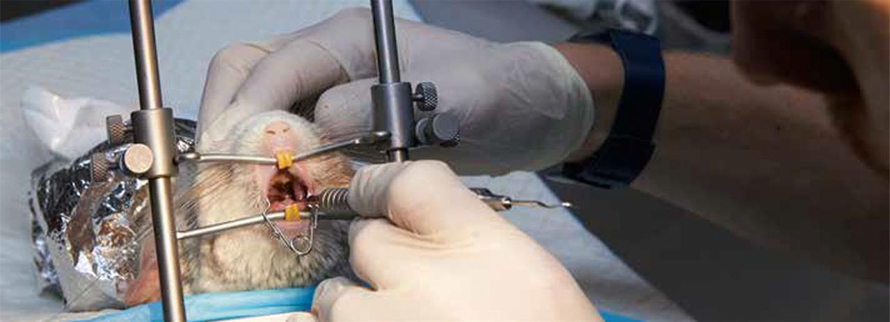 Zahnbehandlungstisch für Nagetiere , Teflon Zahnbehandlungstisch für Nagetiere , Teflon