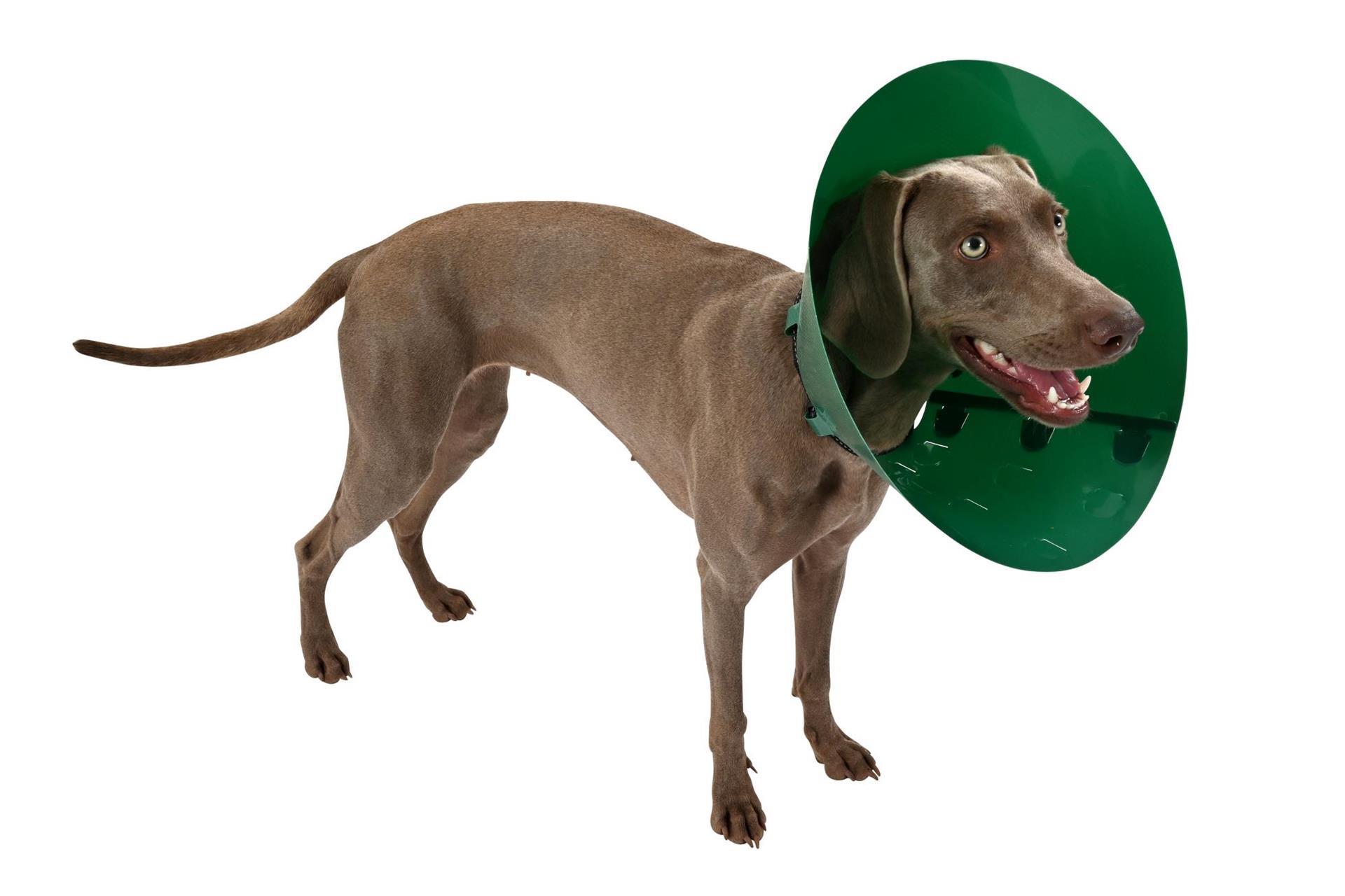 BUSTER Green Ocean Kragen, 12,5 cm, 5 Stck BUSTER Green Ocean Kragen, 12,5 cm, 5 Stck