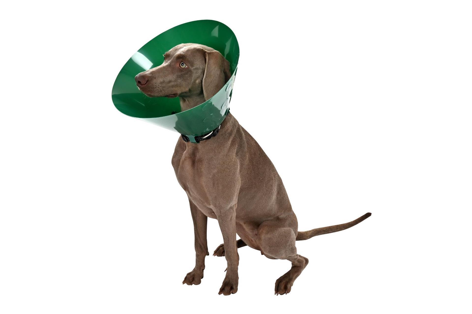 BUSTER Green Ocean Kragen, 7,5 cm, 5 Stck BUSTER Green Ocean Kragen, 7,5 cm, 5 Stck
