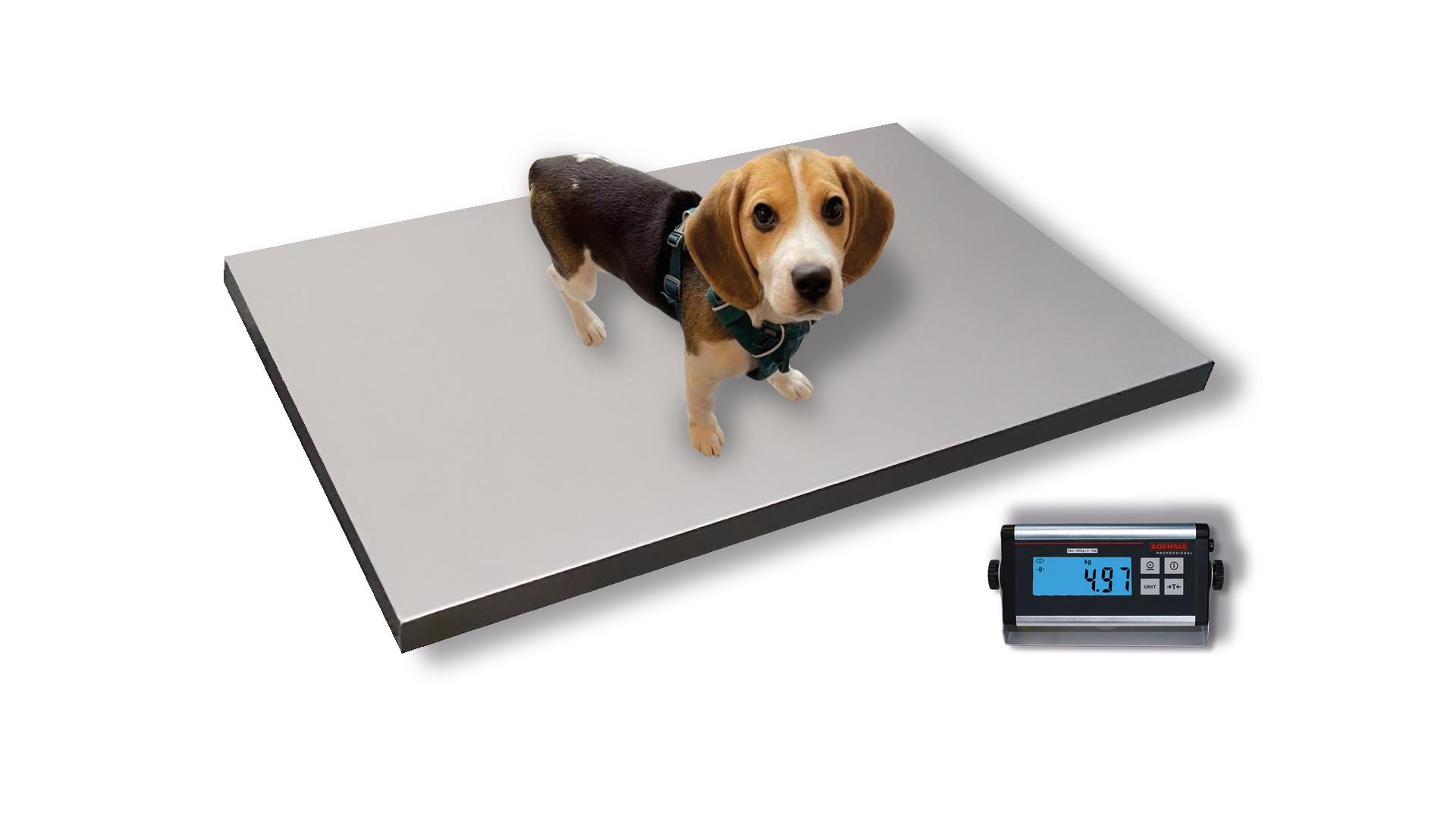 Tierwaage Lucky 200kg/50g m. Holdf. 900 x 600 x 40 mm Tierwaage Lucky 200kg/50g m. Holdf. 900 x 600 x 40 mm