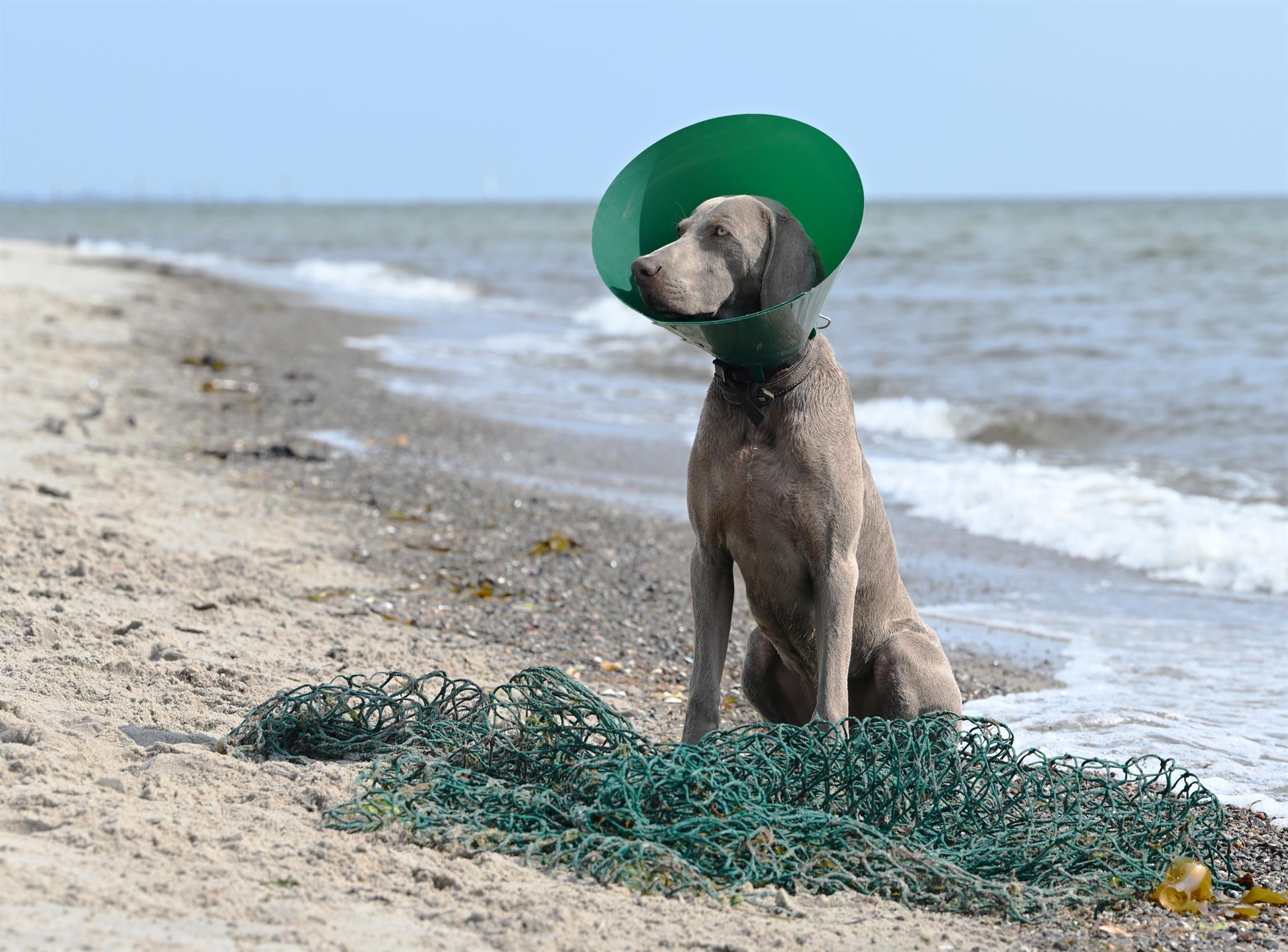 BUSTER Green Ocean Kragen, 12,5 cm, 5 Stck BUSTER Green Ocean Kragen, 12,5 cm, 5 Stck