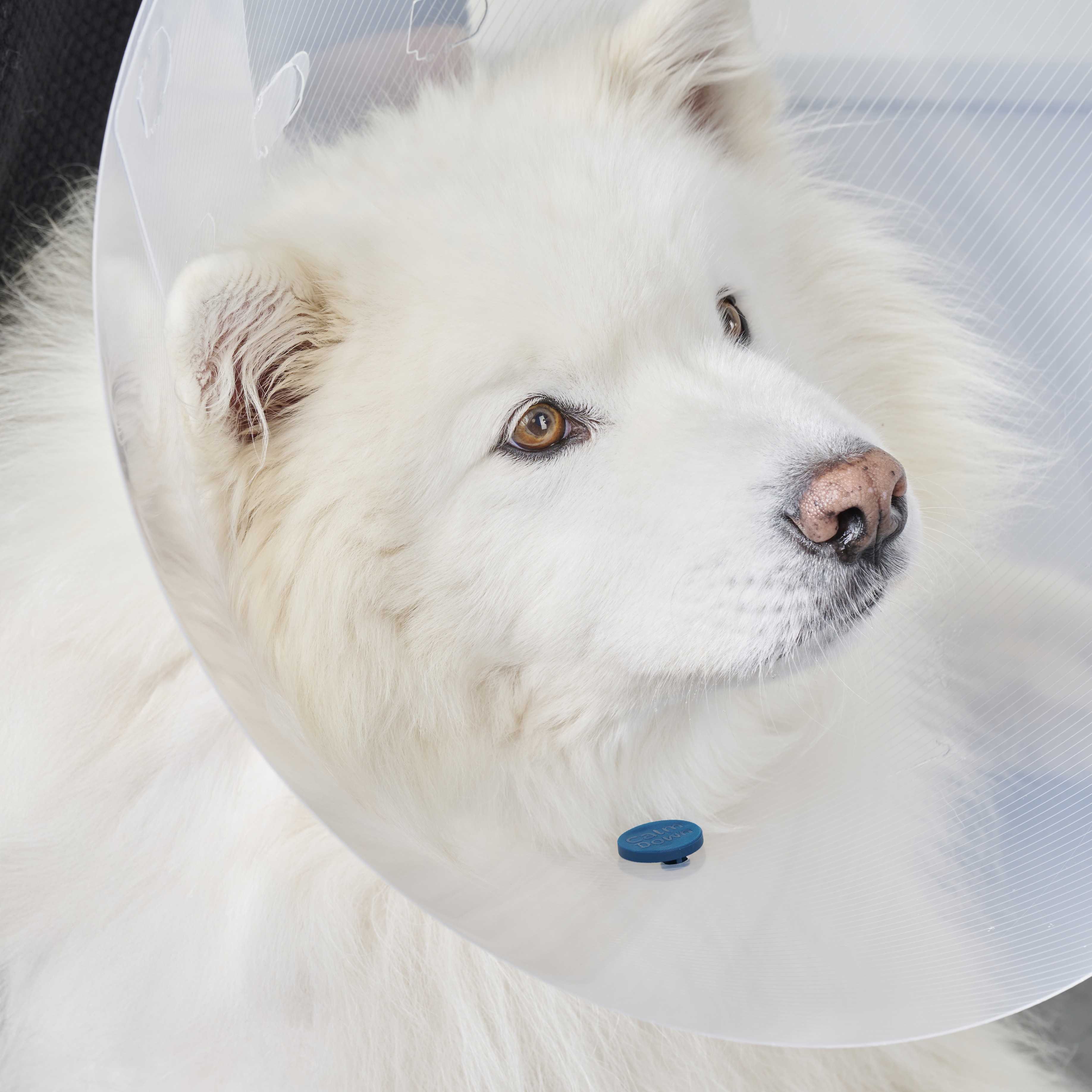 CalmDown By KRUUSE® Post-Op Knopf, Hund, 12 Stck. Hund, Säugetier, Weißer Hund, Eskimo-Hund